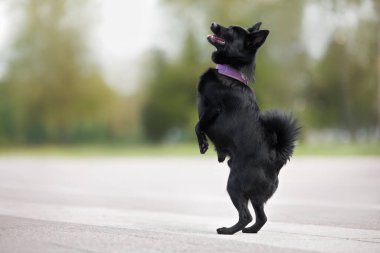 Parkta arka ayakları üzerinde duran mutlu siyah köpek.