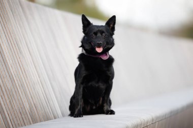 Mutlu köpek karışımı bankta oturuyor.