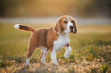 Gün batımında çayırda yürüyen sevimli av köpeği.