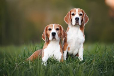 Yazın çimenlerde poz veren iki av köpeği.