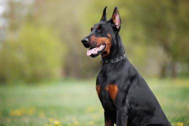 Doberman köpek portresi yazın açık havada.