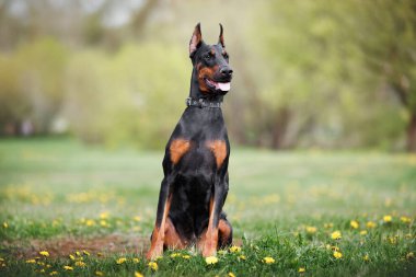 Siyah doberman köpeği yazın dışarıda oturuyor.