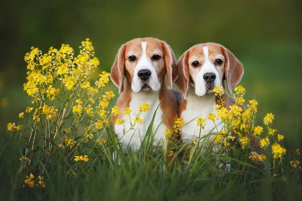 İki tazı yazın kolza tohumu ile poz verir.