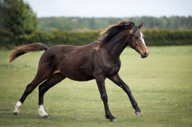 Genç at otlakta dört nala koşuyor.