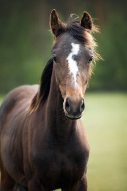 Yeşil otlaktaki güzel bir atın portresi.