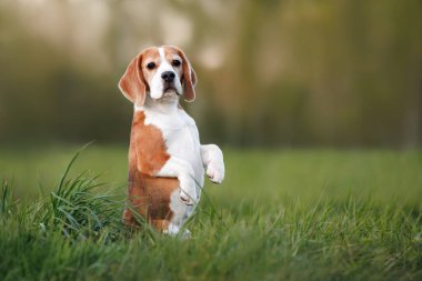 Yeşil çimlerin üzerinde yalvaran sevimli av köpeği.