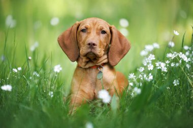 Yakalı şirin bir vişneli köpek yavrusu ve yeşil çimlerin üzerinde duran kimlik etiketi ve yazın küçük beyaz çiçekler.