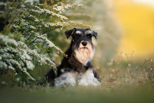 Şirin minyatür Schnauzer köpeği, açıkta bir çalılığın yanında yatıyor.