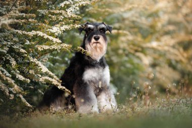 Şirin minyatür Schnauzer köpeği çalıların yanında oturuyor.