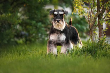 Güzel siyah ve gümüş rengi minyatür schnauzer köpek çimlerin üzerinde duruyor.