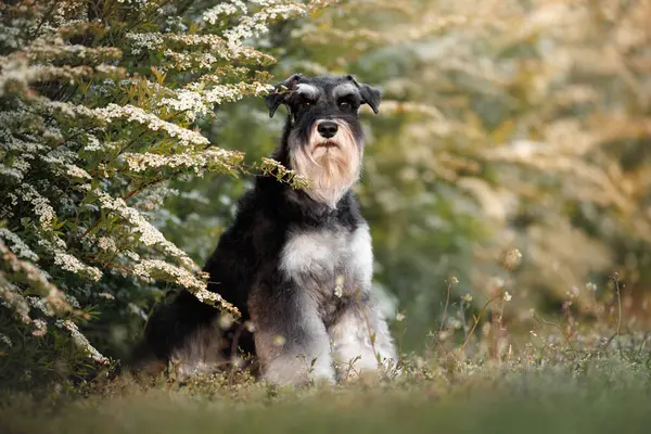 Şirin minyatür Schnauzer köpeği çalıların yanında oturuyor.