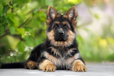 Alman çoban köpeği yazın dışarıda yatıyor.