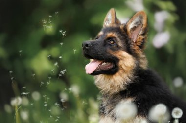 Etrafta uçuşan beyaz karahindiba tohumlu şirin Alman çoban köpeği portresi