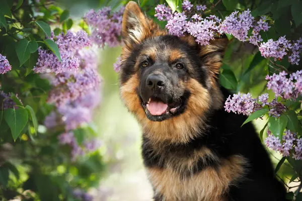 Alman çoban köpeğinin çiçek açan leylak rengi portresi