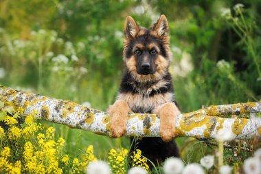 Tatlı Alman çoban köpeği patileriyle devrilmiş bir ağaçta duruyor.