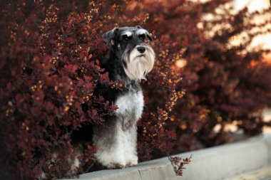 Koyu kırmızı çalılıkta poz veren minyatür schnauzer köpeği.