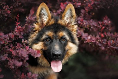 Tatlı, uzun saçlı Alman çoban köpeği koyu kırmızı bir çalılıkta portreyi yakından çek.