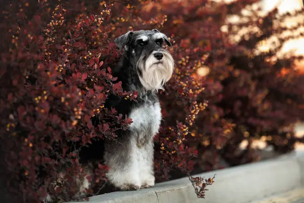 Koyu kırmızı çalılıkta poz veren minyatür schnauzer köpeği.