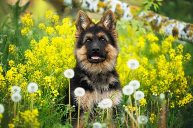 Sarı kolza tohumu içinde şirin Alman çoban köpeği portresi