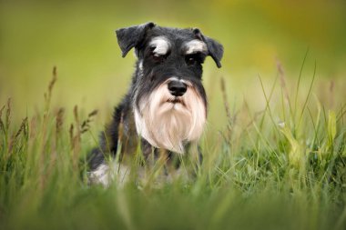 Siyah ve gümüş minyatür Schnauzer köpeği çimlerin üzerinde yatıyor.