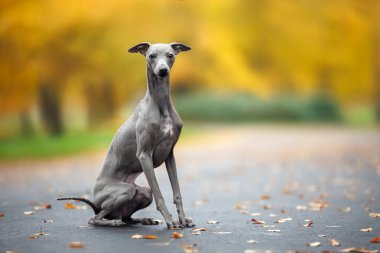 Güzel İtalyan tazı köpeği sonbaharda parkta oturuyor.
