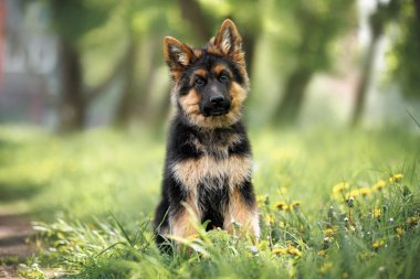 Uzun saçlı Alman çoban köpeği yazın dışarıda oturuyor.