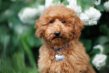 Şirin, minyatür köpek yavrusu portresi. Tasmalı, kimlik etiketli.