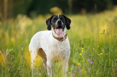 Açık havada mutlu siyah beyaz köpek portresi