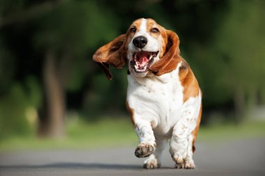 Mutlu Basset av köpeği parkta koşuyor, aksiyon sahnesi çekiliyor.