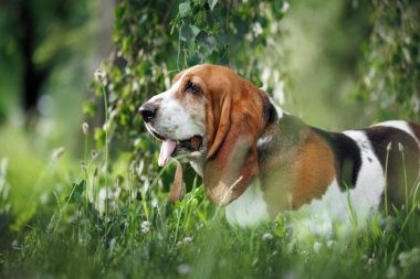 Yazın çimlerde poz veren sevimli av köpeği.