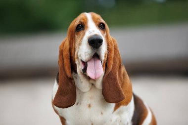 Mutlu Basset av köpeği portresi. Kapıları kapatın.