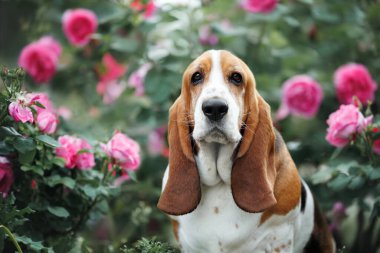 Basset av köpeği çiçek açan güllerle parkta poz veriyor.