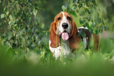 Mutlu Basset av köpeği yazın huş ağacının altında poz veriyor.