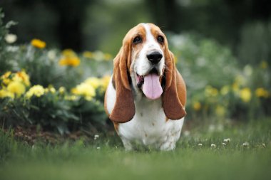 Mutlu Basset av köpeği parkta duruyor.