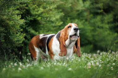 Komik av köpeği parkta havlıyor.