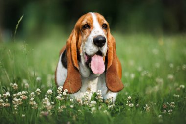 Mutlu Basset av köpeği yazın yonca tarlasında duruyor.