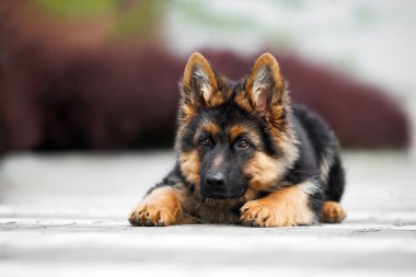 Tatlı Alman çoban köpeği parkta uzanıyor.