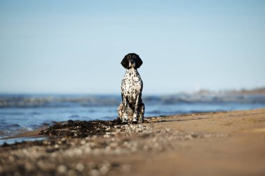 Alman kısa menzilli işaret köpeği sahilde oturuyor.