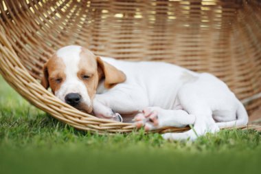 Şirin İngilizce işaretçi köpek dışarıda bir sepetin içinde uyuyor.