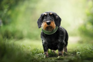 Yazın açık havada duran siyah ve bronz tenli bir köpek.