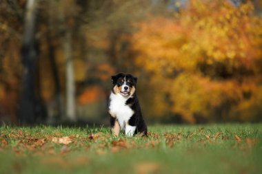 Üç renkli Avustralya çoban köpeği parkta çimlerin üzerinde oturuyor.