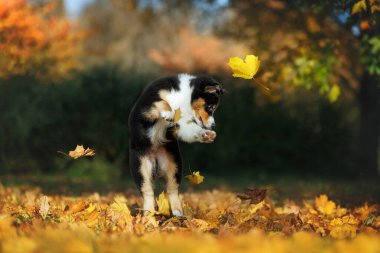 Mutlu Avustralya çoban köpeği düşen yaprakları yakalamak için zıplıyor.