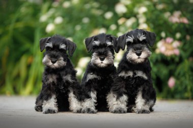 Üç sevimli minyatür schnauzer köpek yavrusu parkta oturuyor.