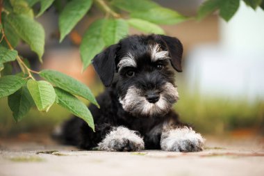 Şirin minyatür schnauzer köpek yavrusu, ağaçların dallarının altında, parkta yapraklarla yatıyor.