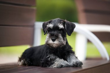 Parktaki bankta uzanmış şirin minyatür schnauzer köpeği.