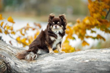 Kahverengi uzun saçlı chihuahua köpeği sonbaharda devrilmiş bir ağaçta oturuyor.