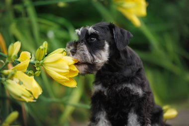Şirin minyatür köpek yavrusu parkta zambakları kokluyor.
