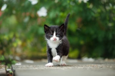 Cesur siyah beyaz kedi dışarıda yürüyor.
