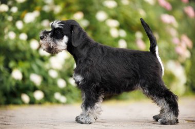 Siyah ve gümüş rengi minyatür schnauzer köpek yavrusu parkta duruyor.