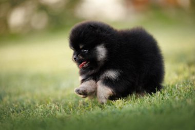 Mutlu siyah ve ten rengi Pomeranya köpekleri Yazın çimenlerde koşar